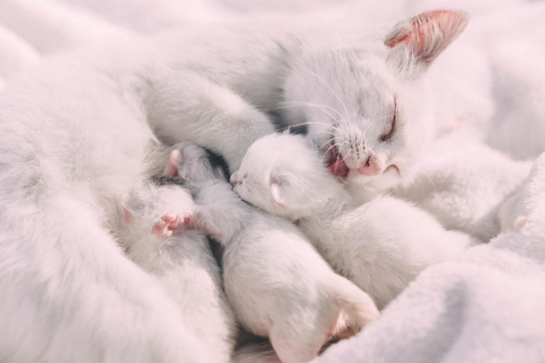 Les maladies transmissibles à votre chat par les tiques