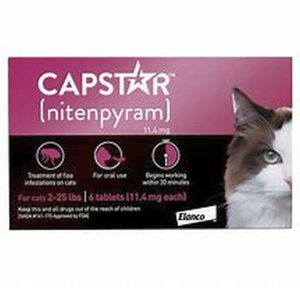 univers-veto-capstar-chat-infestation-puces