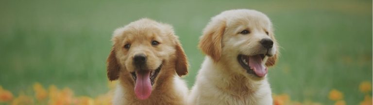 Pourquoi est-il important de vermifuger régulièrement son animal ?