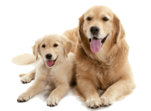 chienne et son chiot vermifuge parasite