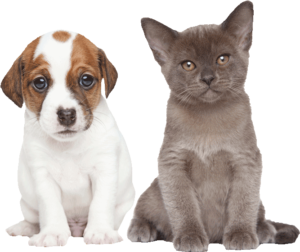 jeunes chiots et chatons vermifugé