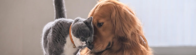 Les vaccinations du chien et du chat