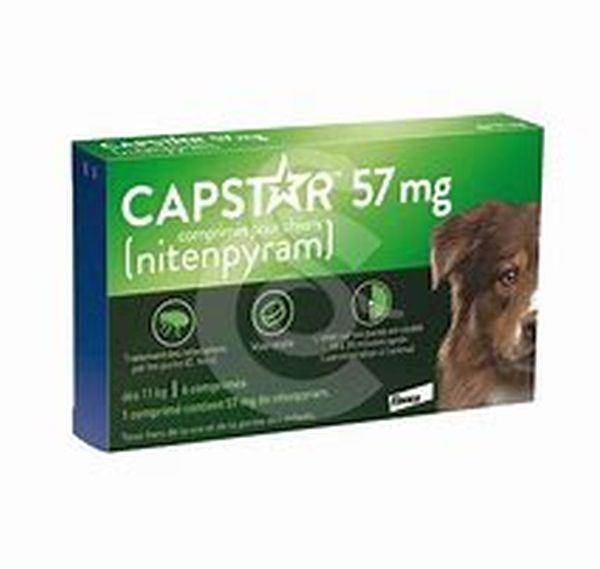 univers-veto-capstar-traitement-anti-puce-infestation