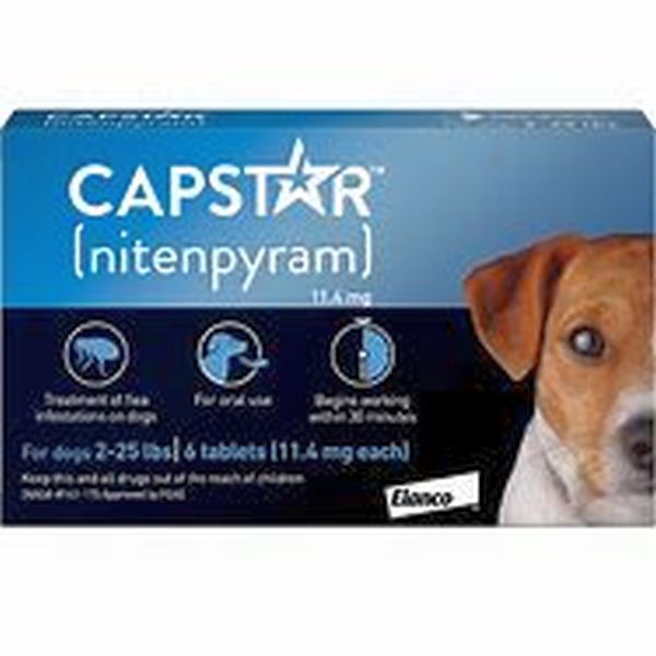 univers-veto-capstar-chien-puces-infestation