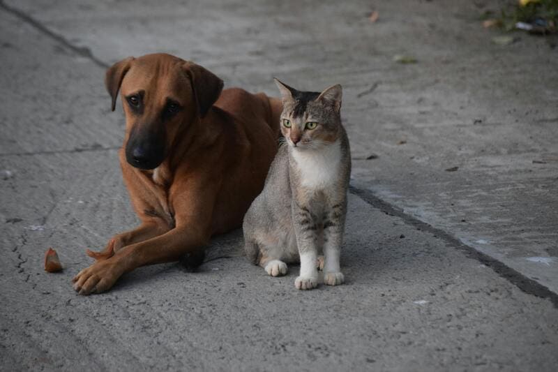 Savez-vous que votre animal peut transmettre des maladies ?